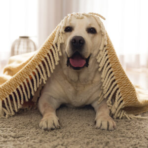 Kit cortapelos de mascotas - Image 9